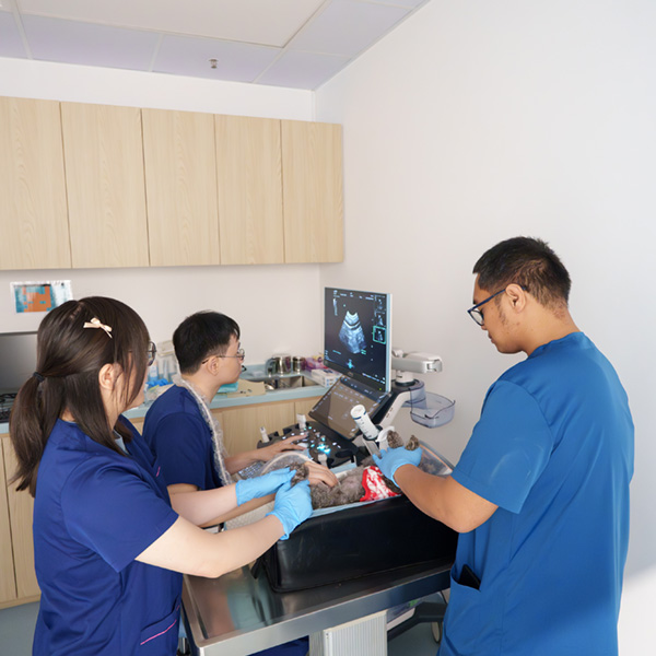 PVH clinical team using diagnostic equipment