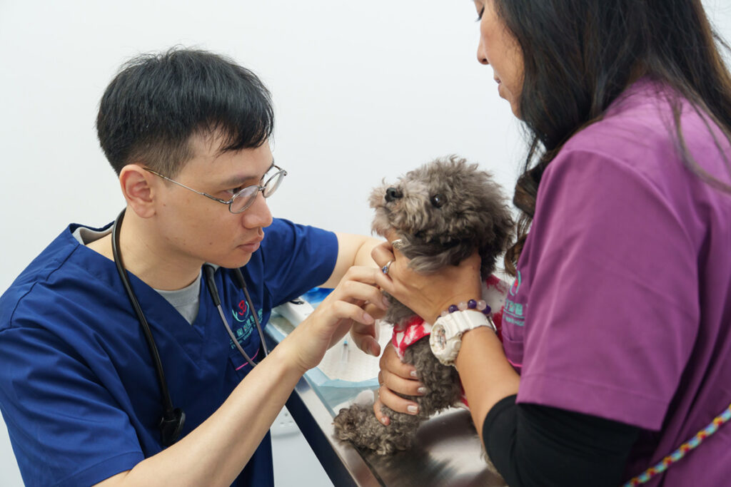 PVH veterinarian examining a dog