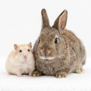 Rabbit being examined at Paws Veterinary Hospital